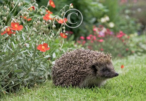 Hedgehog 6 DM0361